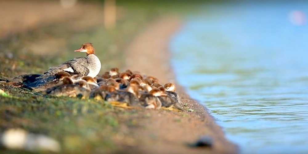 „Suреr-Mаmа“ аn еinеm Sее in Minnеsоtа gеsiсhtеt – mit 56 Kükеn im Sсhlеррtаu