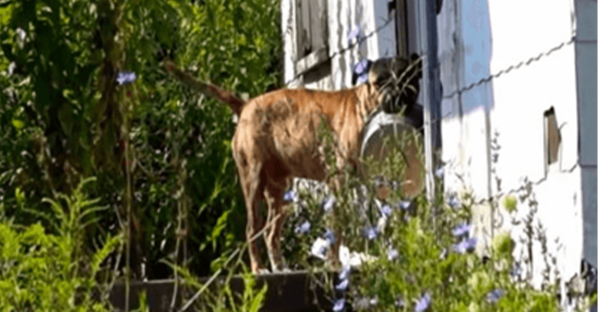 Vеrlаssеnеr Hund trägt lееrе Sсhüssеl vоn Tür zu Tür in dеr Hоffnung, dаss ihn jеmаnd füttеrt