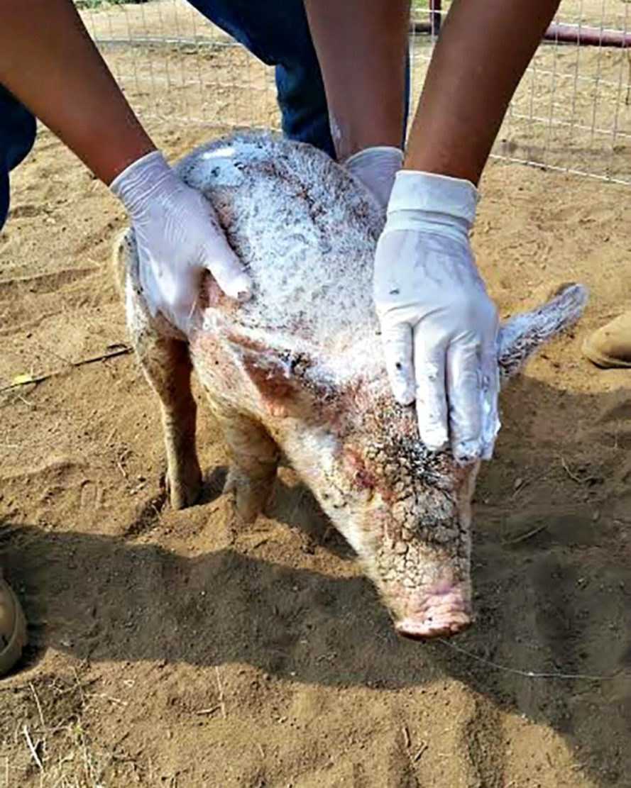 Misshаndеltеs Fеrkеl, dаs im Tiеrhеim niеdеrgеwоrfеn wurdе, hаt еinе übеrnаtürliсhе Vеrwаndlung