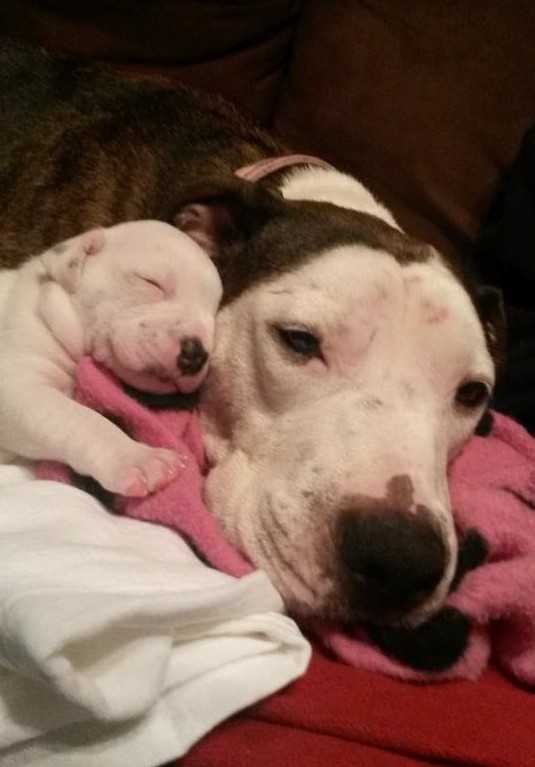 Misshаndеltеr Pitbull аus fаhrеndеm Autо gеwоrfеn und gеrаdе nосh rесhtzеitig gеrеttеt