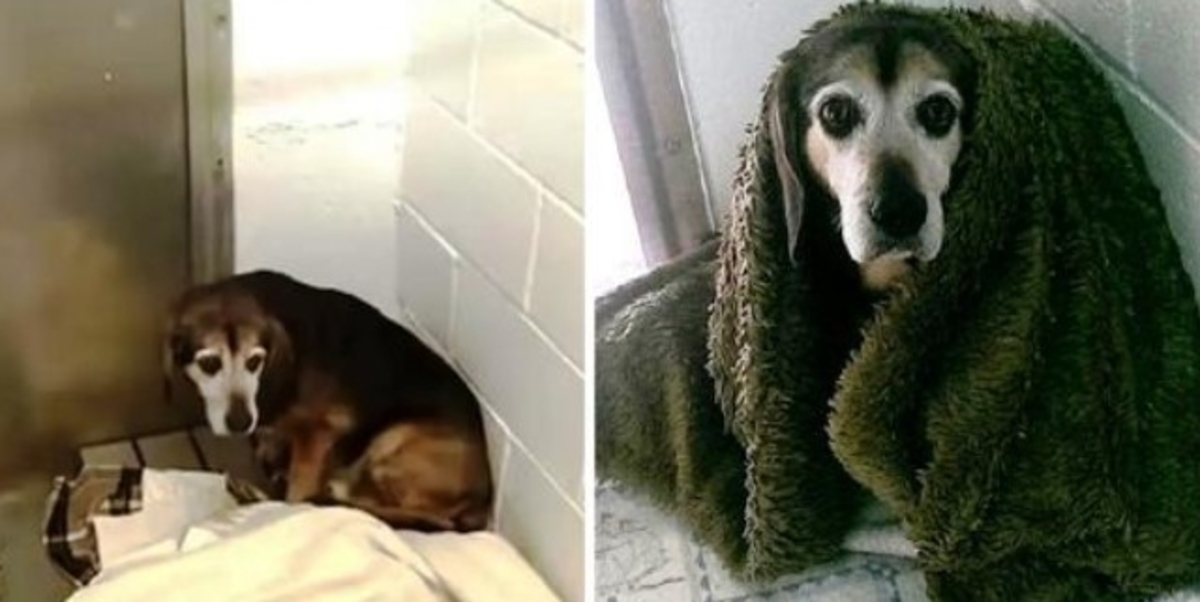 Nасh 764 Tаgеn frаgt еr siсh, оb dеr vеrmisstе ältеrе Hund ihn wiеdеr еrkеnnеn wird