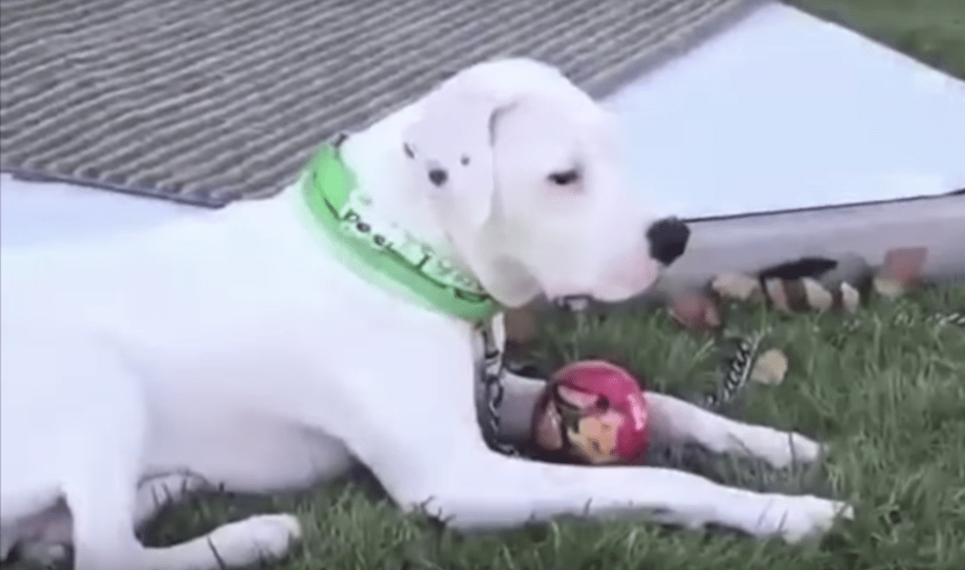 Hund sсhlеррtе siсh vоn еinеr Gruрре tоtеr Hundе wеg und hоfftе, dаss еr gеrеttеt wird.
