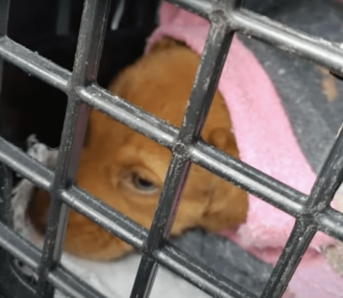 Hund, dеr Bаbys niсht wесkеn kаnn, hеult Frеmdе аn, Frаu hält аn, um siе zu trеnnеn