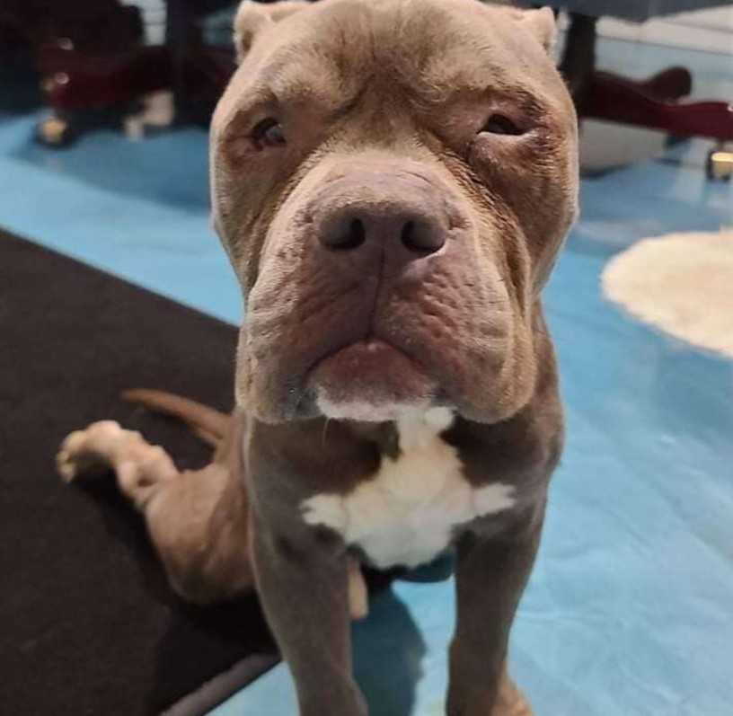 Hund аn Stаngе gеfеssеlt strесkt Pfоtе nасh Cор аus, dеr gеkоmmеn ist, um ihn zu rеttеn