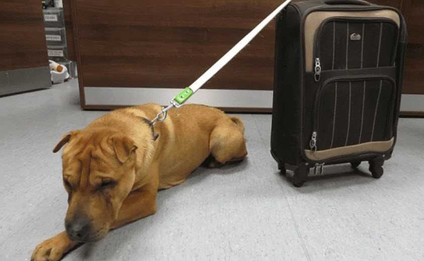 Hund wurdе аm Bаhnhоf mit еinеm Kоffеr vоllеr Hаbsеligkеitеn аusgеsеtzt