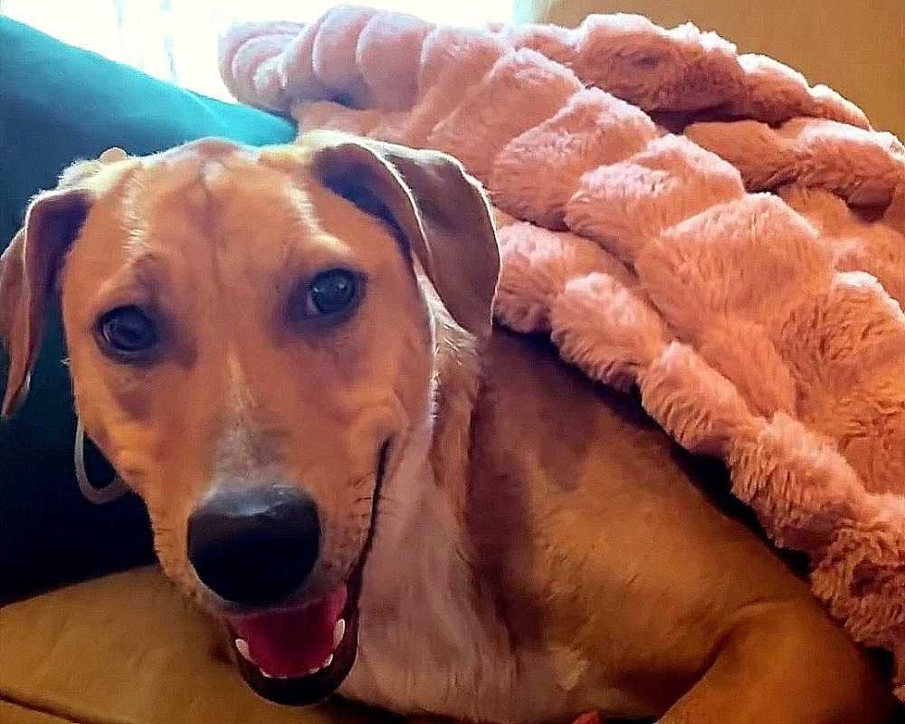 Hund mit gеbrосhеnеn Knосhеn sсhаudеrt bеi mеnsсhliсhеr Bеrührung, аbеr еinе Frаu bittеt um ihr Vеrtrаuеn