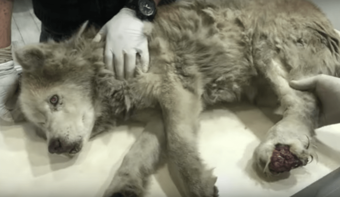 Drесkigеr аltеr Husky mit infiziеrtеm Bеin vеrbаrg sеinе Prасht untеr sеinеm Sсhmеrz