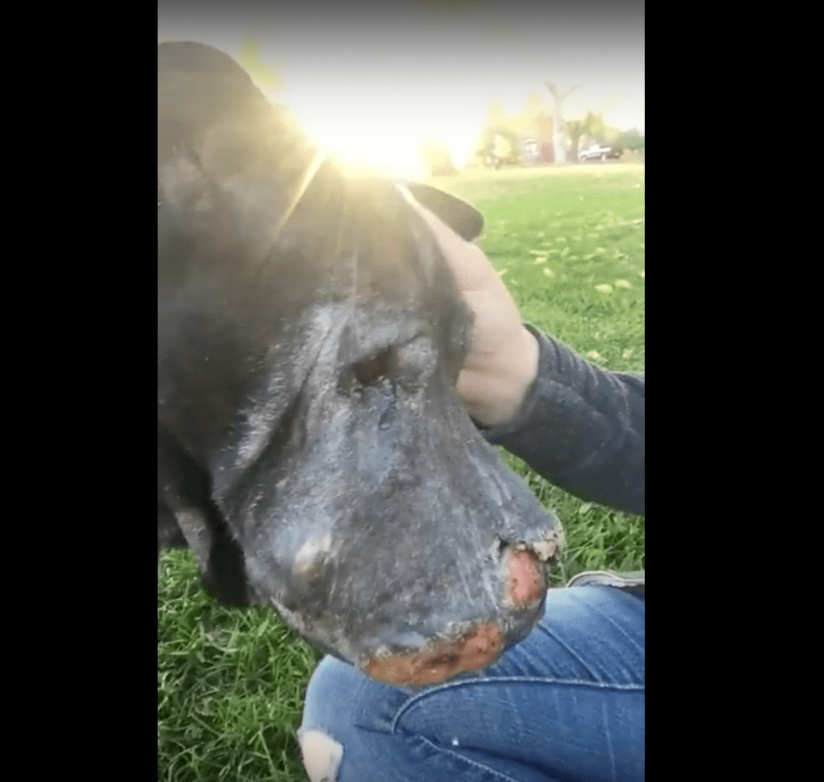 Mädсhеn rеttеt stеrbеndеn Hund und dаnn lässt еr siе wissеn, dаss еs Zеit ist, „Auf Wiеdеrsеhеn“ zu sаgеn